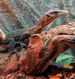 Magazoo Peach throat monitor / Sepik Monitor