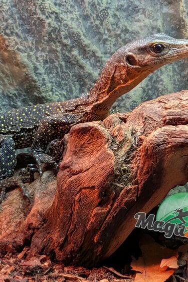 Magazoo Peach throat monitor / Sepik Monitor