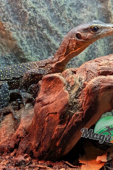 Magazoo Varan à gorge pêche / Varan de Sepik