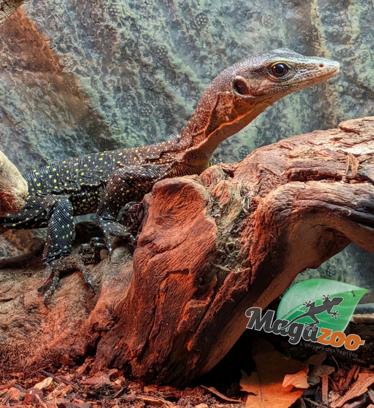Magazoo Peach throat monitor / Sepik Monitor