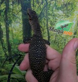 Magazoo Peach throat monitor / Sepik Monitor