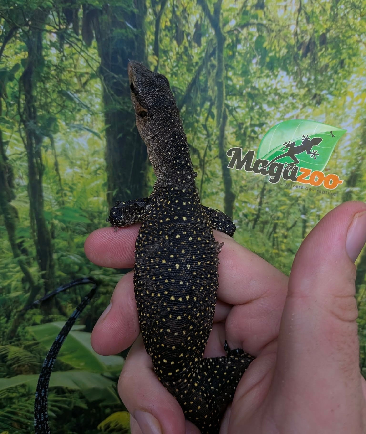 Magazoo Peach throat monitor / Sepik Monitor