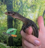 Magazoo Peach throat monitor / Sepik Monitor