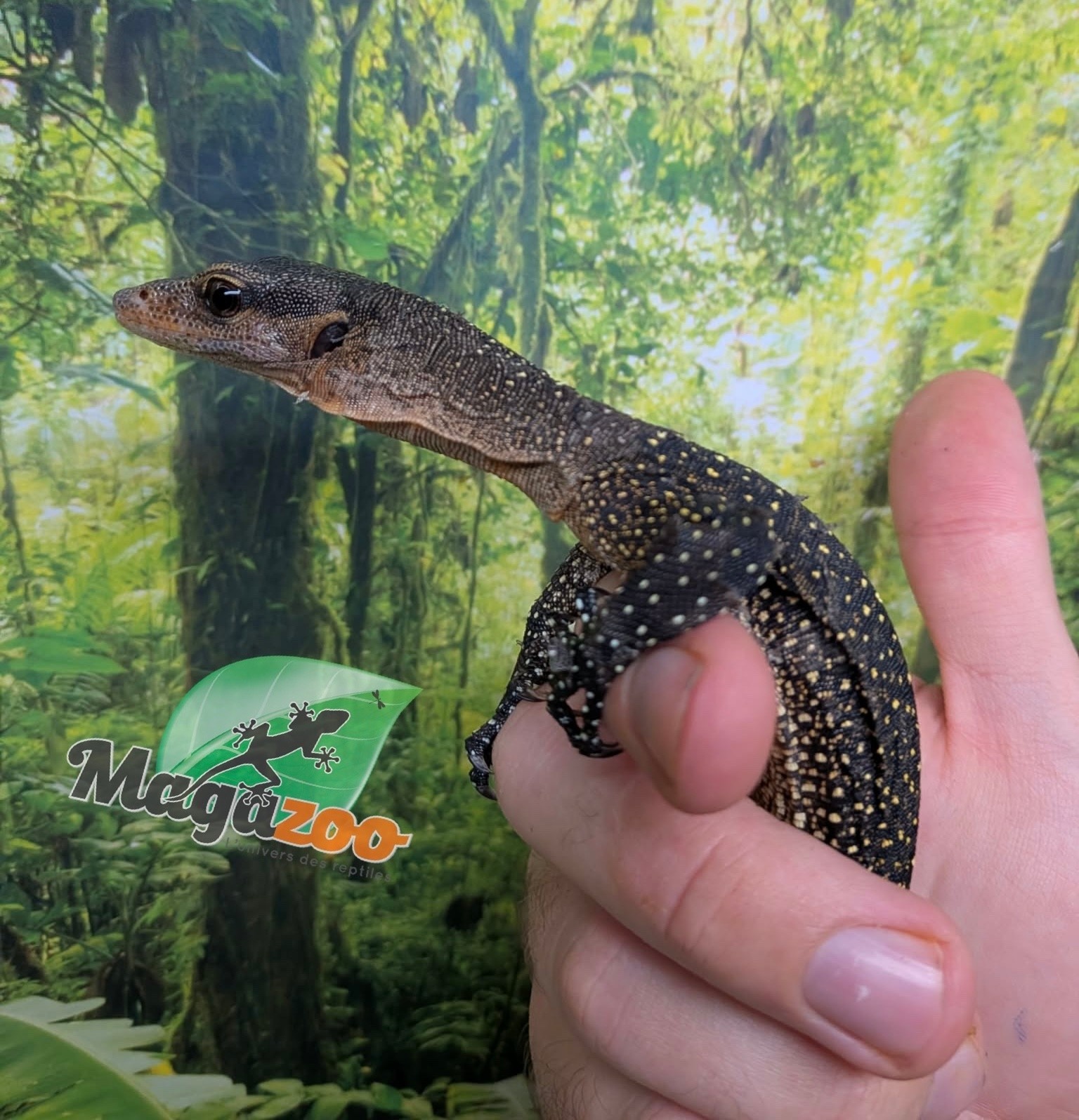 Magazoo Peach throat monitor / Sepik Monitor