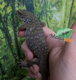 Magazoo Varan des savanes bébé #1
