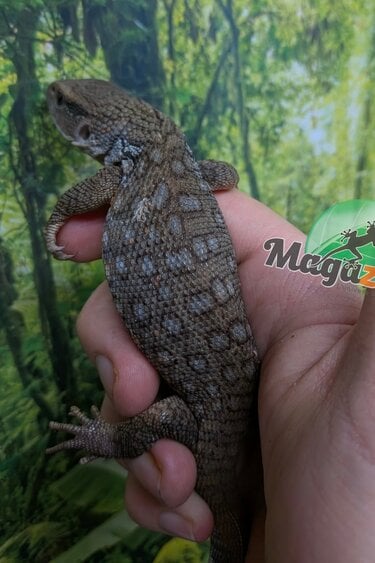 Magazoo Varan des savanes bébé #1