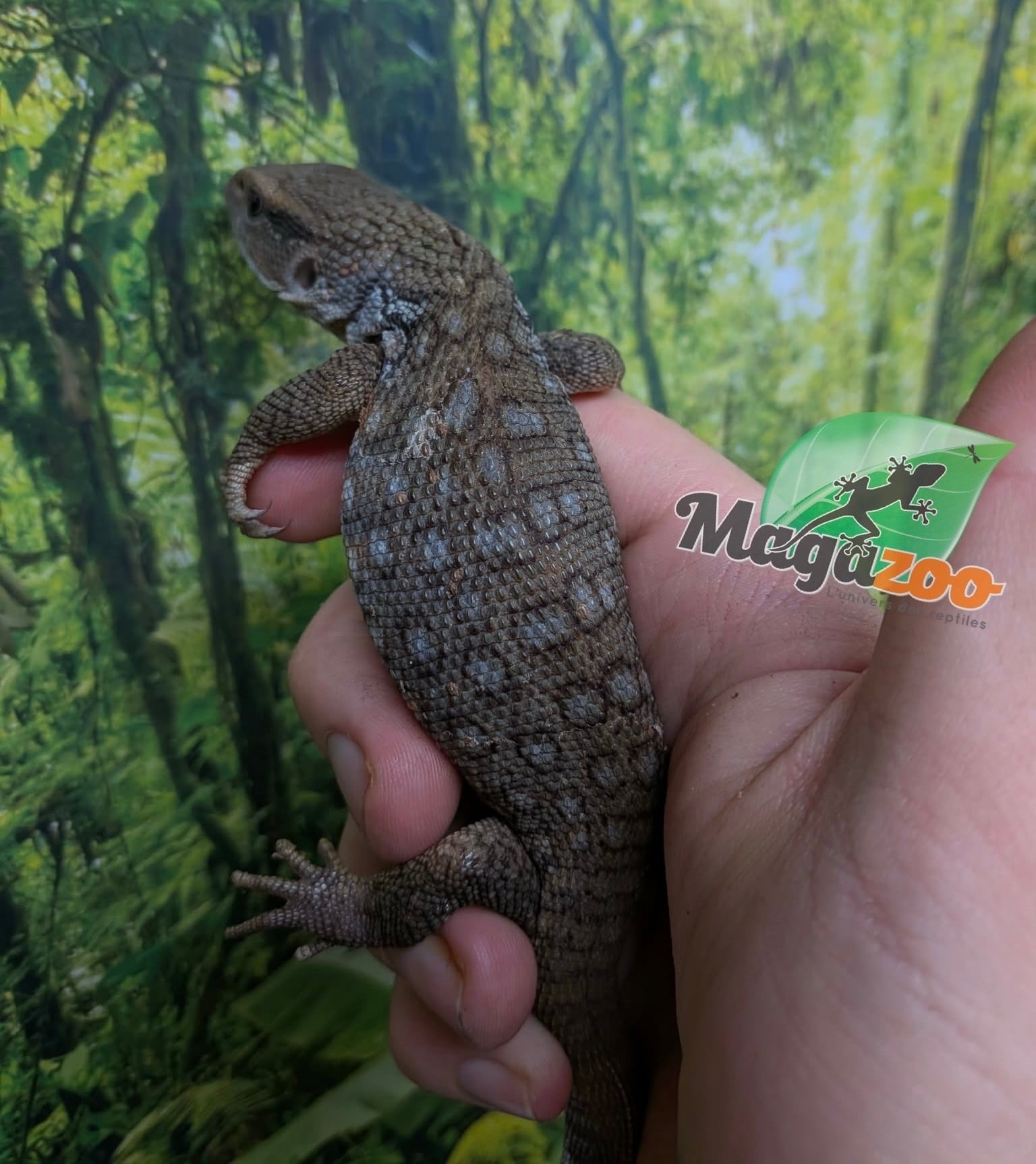 Magazoo Baby Savannah monitor #1