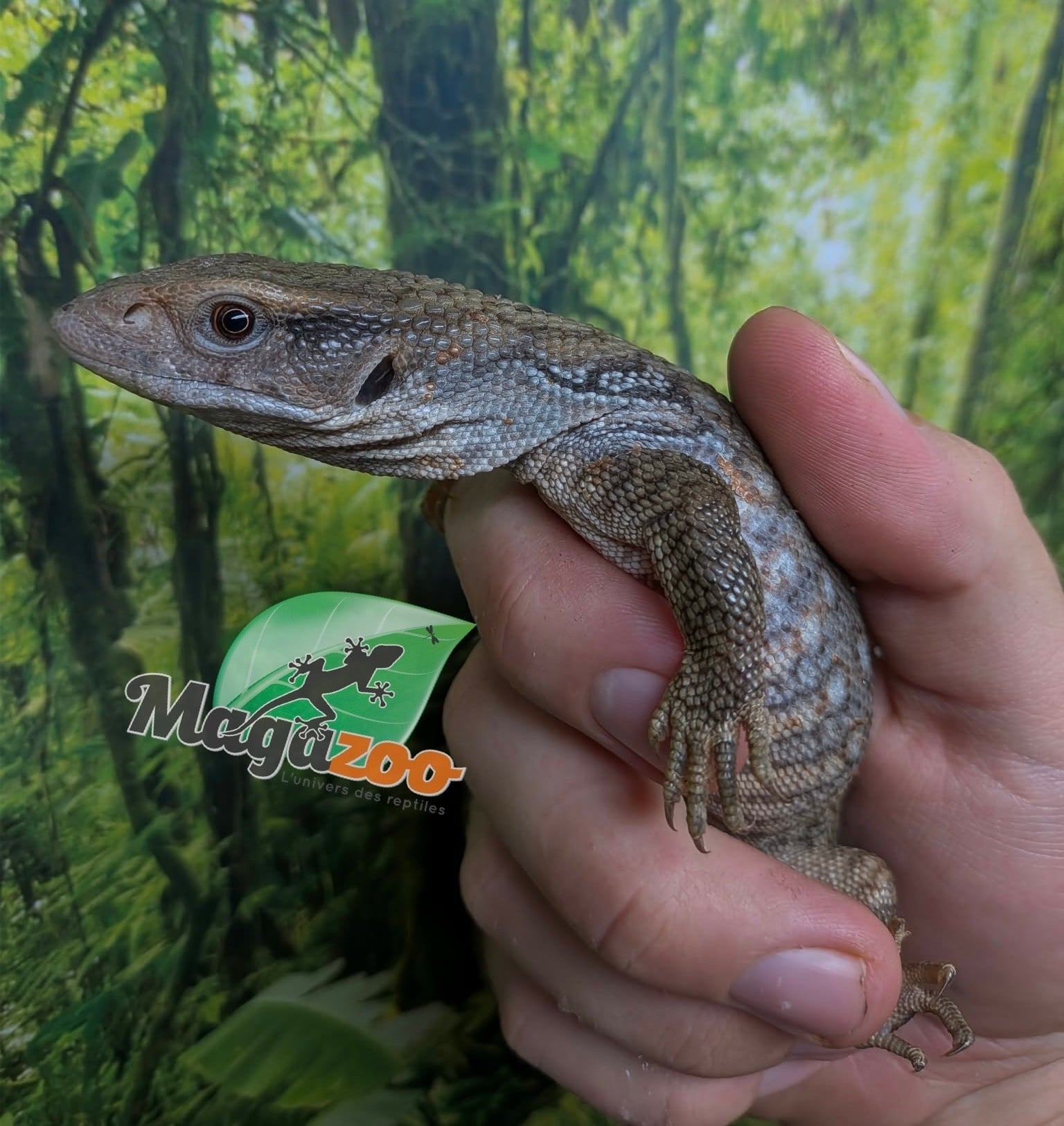 Magazoo Baby Savannah monitor #1