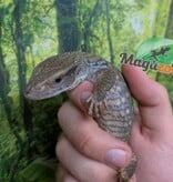 Magazoo Baby Savannah monitor #1