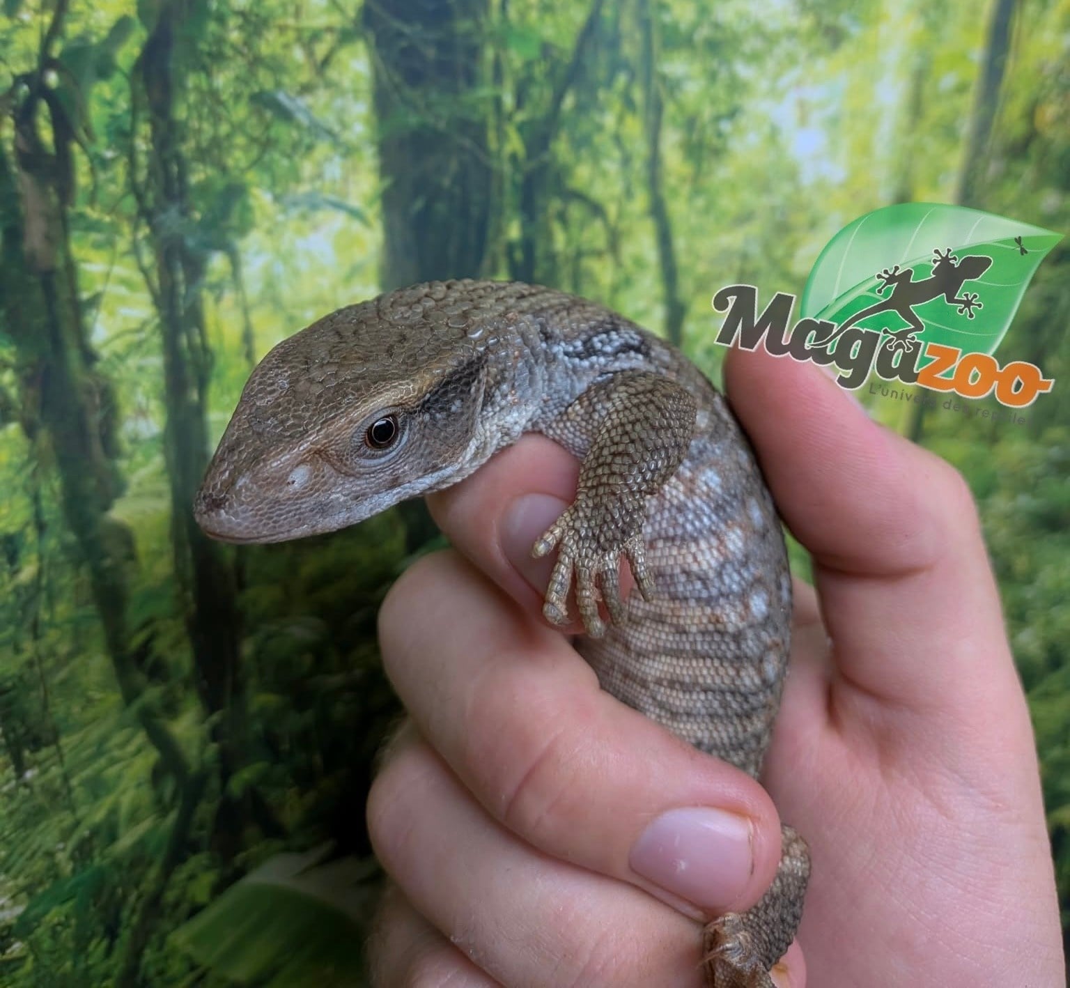 Magazoo Baby Savannah monitor #1