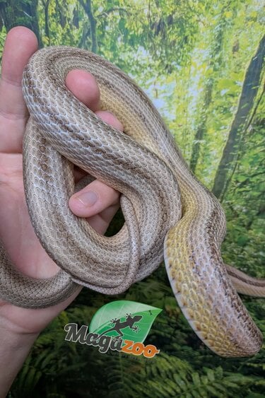 Magazoo Serpent des blés Anery Stripe double het. Lavender Amel Mâle 2020