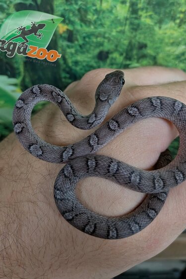 Magazoo Serpent des blés Pewter mâle né 19/06/26
