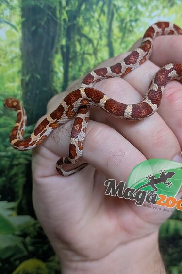 Magazoo Female Classic Corn Snake Born 07/17/26