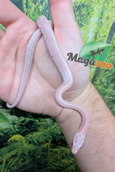Magazoo Male Tessera Peppermint Mask Corn snake Born 06/11/26