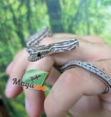 Magazoo Baby Tessera Anery Hypo (Het. Amel) Corn Snake #1 (08/23/2026)