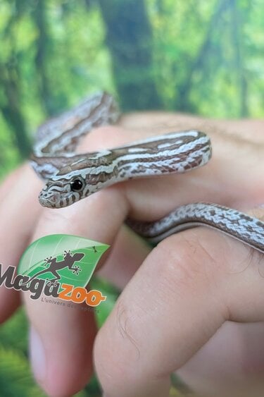 Magazoo Serpent des blés Tessera Anery Hypo (Het. Amel) Bébé #1 (23/08/2026)