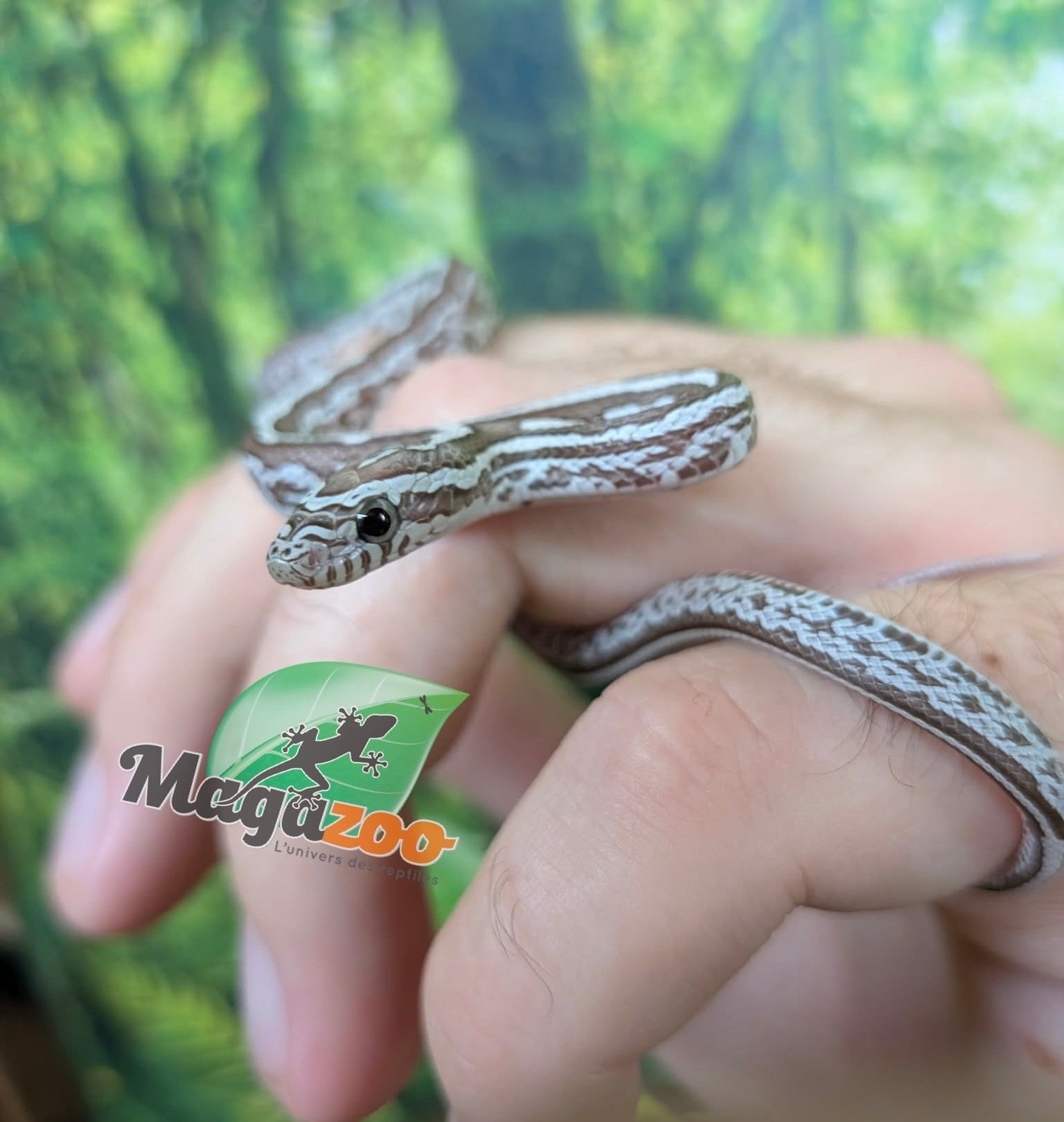 Magazoo Baby Tessera Anery Hypo (Het. Amel) Corn Snake #1 (08/23/2026)