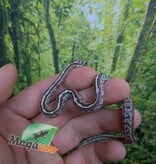 Magazoo Baby Tessera Anery Hypo (Het. Amel) Corn Snake #1 (08/23/2026)