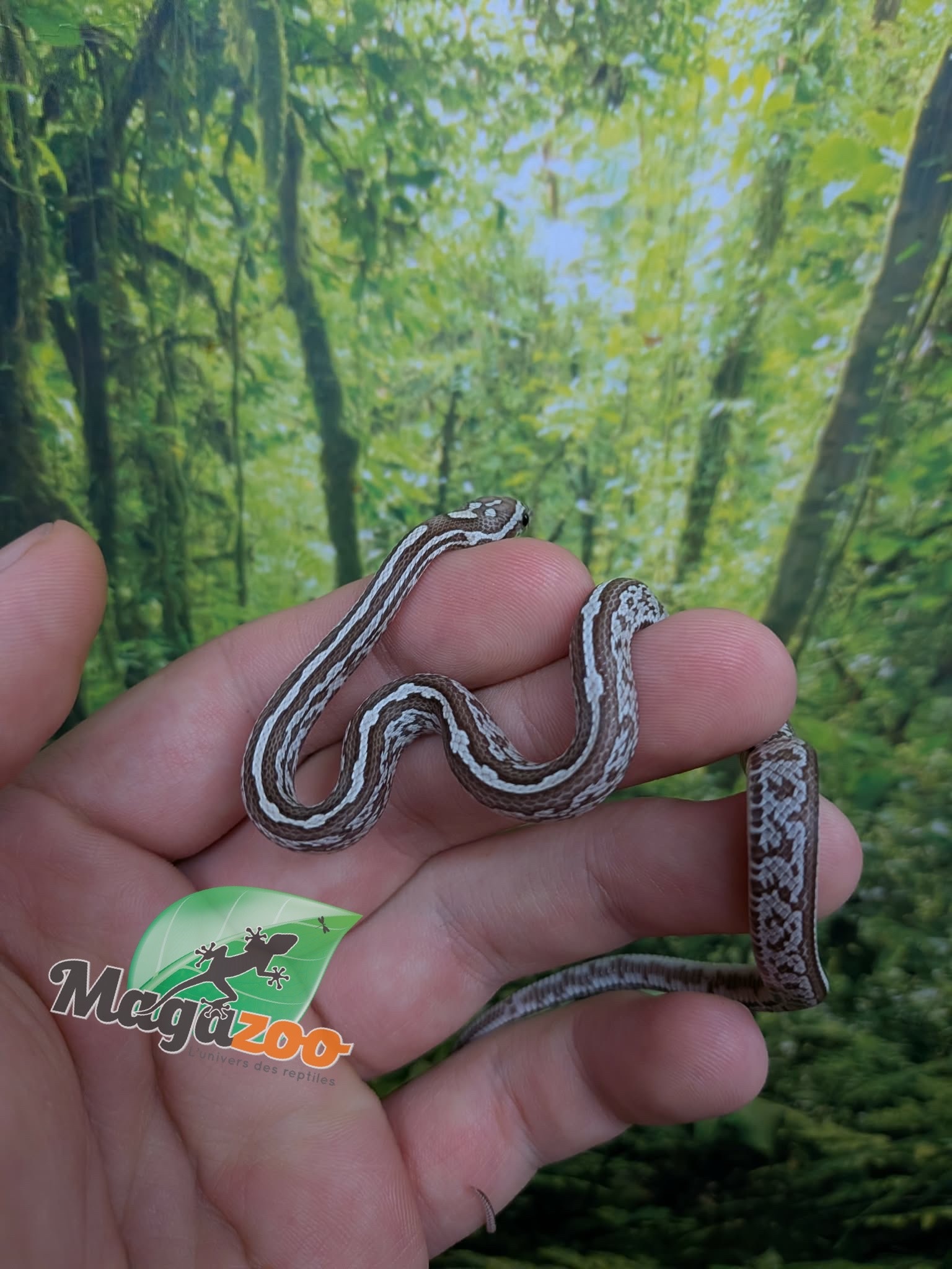 Magazoo Serpent des blés Tessera Anery Hypo (Het. Amel) Bébé #1 (23/08/2026)