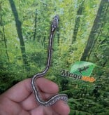 Magazoo Baby Tessera Anery Hypo (Het. Amel) Corn Snake #1 (08/23/2026)
