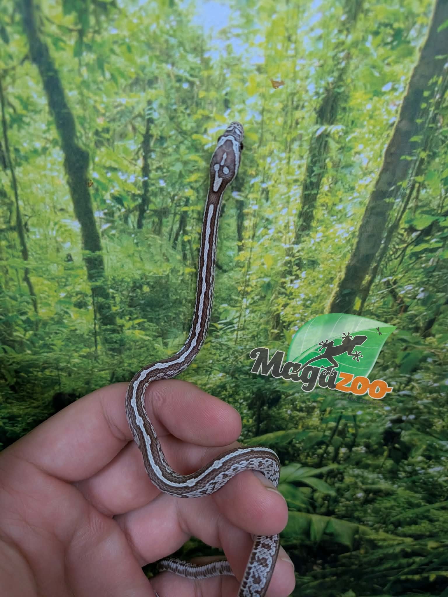 Magazoo Serpent des blés Tessera Anery Hypo (Het. Amel) Bébé #1 (23/08/2026)