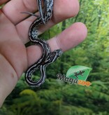 Magazoo Baby Tessera Anery (Het. Amel) Corn Snake #3 (08/23/2026)