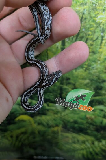 Magazoo Baby Tessera Anery (Het. Amel) Corn Snake #3 (08/23/2026)