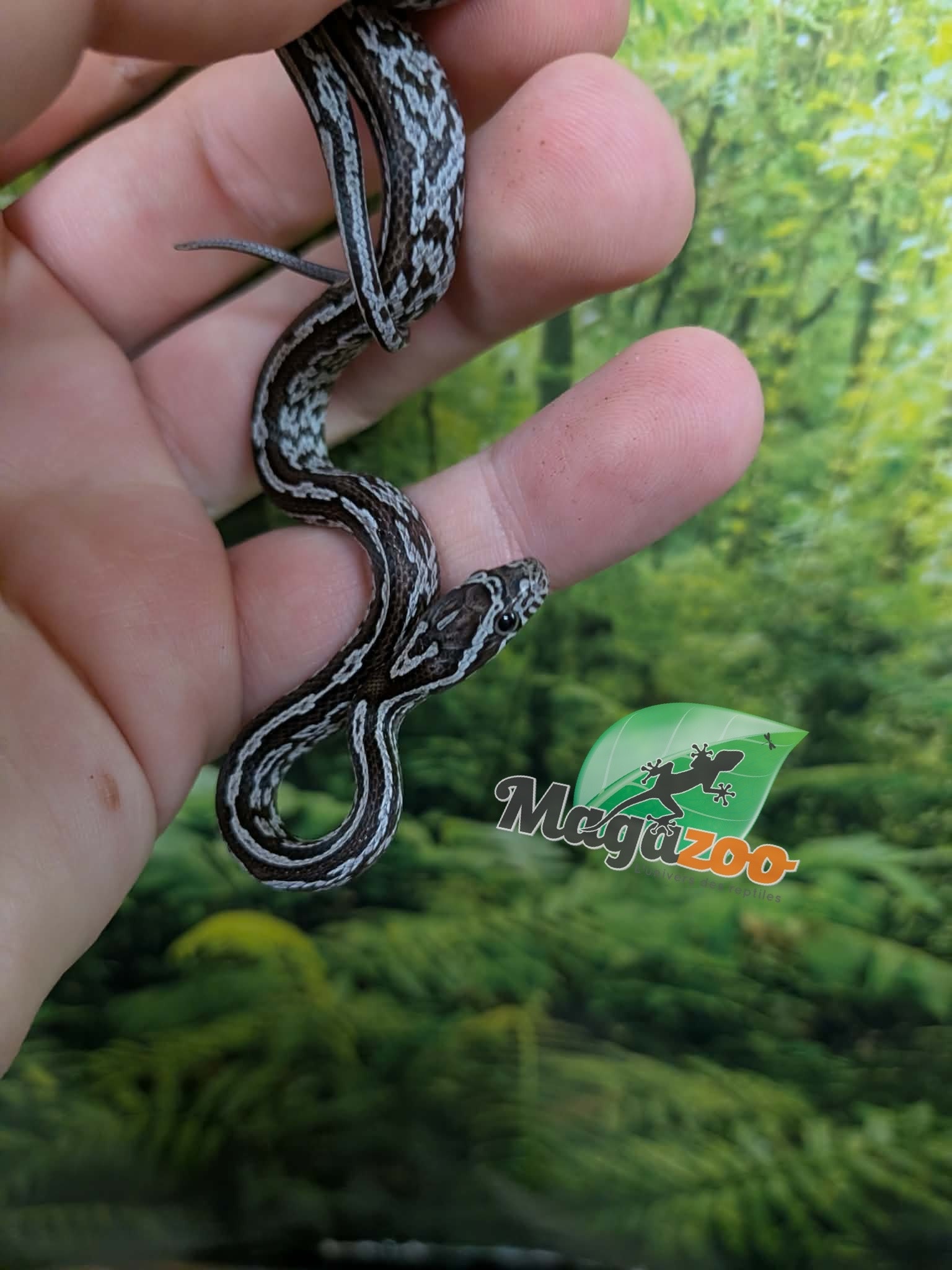 Magazoo Baby Tessera Anery (Het. Amel) Corn Snake #3 (08/23/2026)