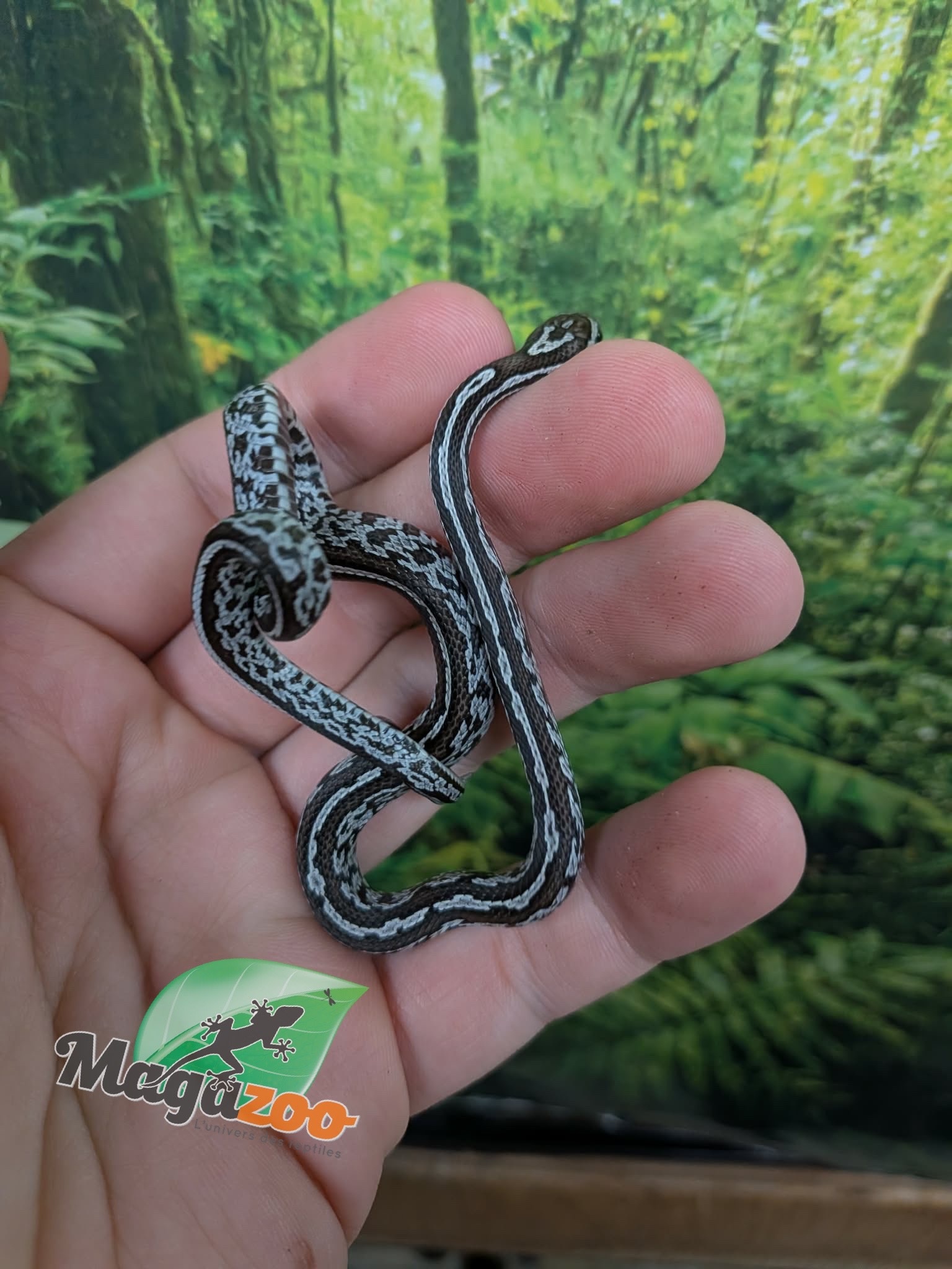 Magazoo Baby Tessera Anery (Het. Amel) Corn Snake #3 (08/23/2026)
