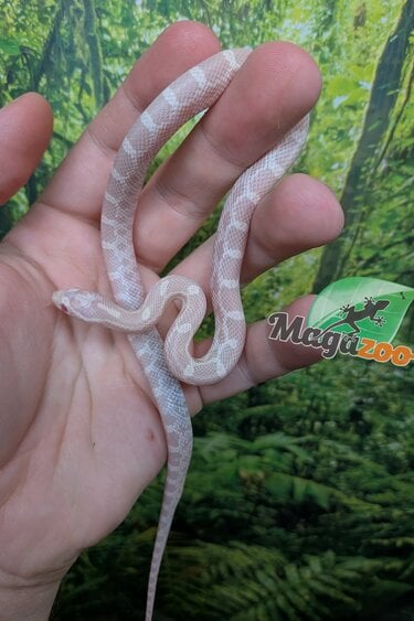 Magazoo Male Snow Corn Snake  Born 07/09/26
