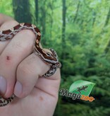 Magazoo Baby Regular (Double Het. Amel Anery) Corn Snake #4 (08/23/2026)
