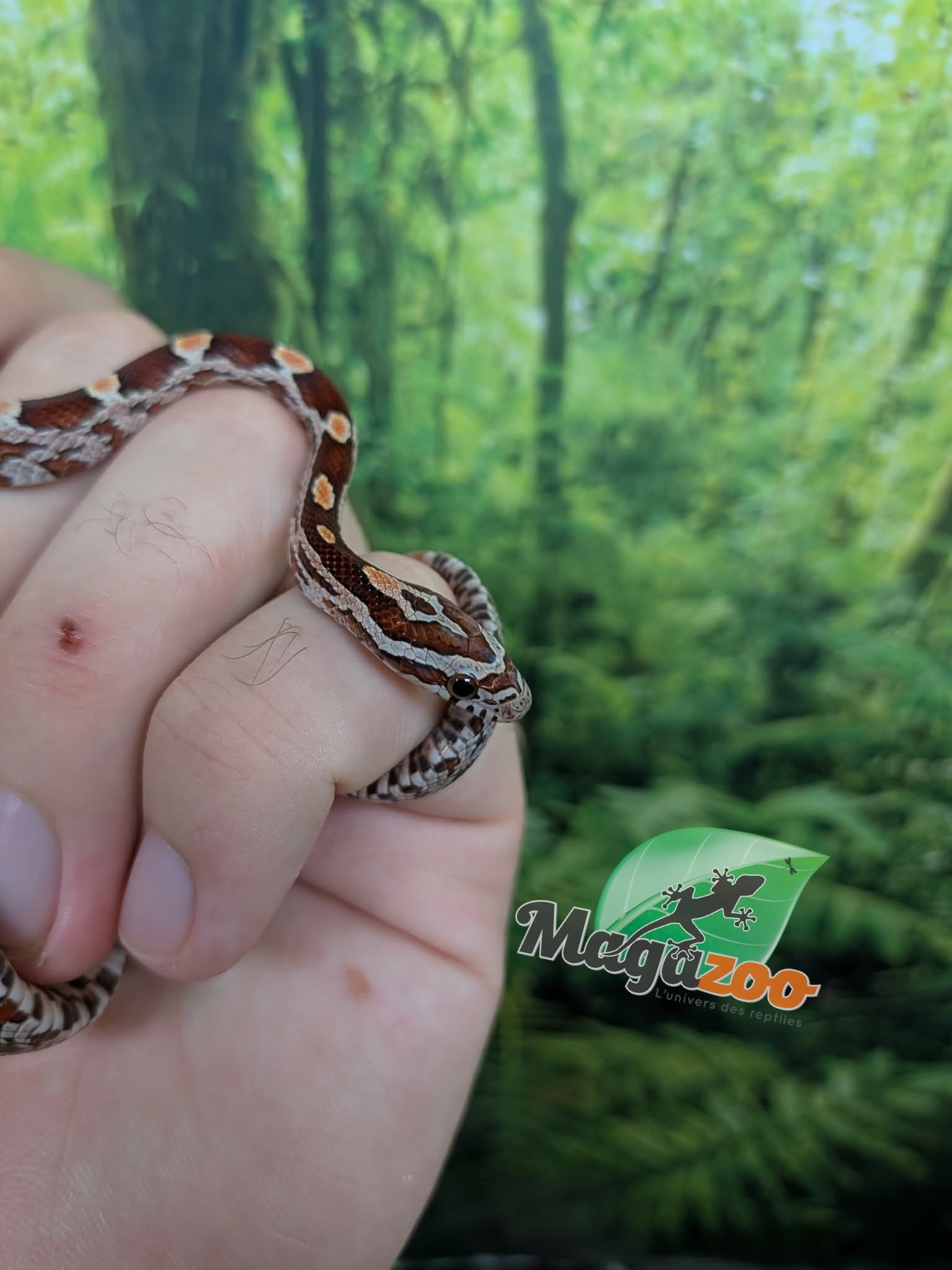 Magazoo Baby Regular (Double Het. Amel Anery) Corn Snake #4 (08/23/2026)