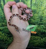 Magazoo Baby Regular (Double Het. Amel Anery) Corn Snake #4 (08/23/2026)