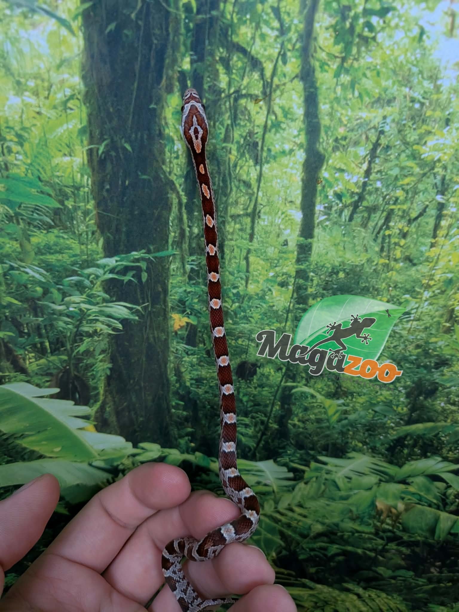 Magazoo Baby Regular (Double Het. Amel Anery) Corn Snake #4 (08/23/2026)