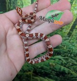 Magazoo Baby Hypo (Double Het. Amel Anery) Corn Snake #2 (08/23/2026)