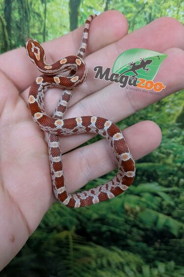 Magazoo Serpent des blés Hypo (Double Het. Amel Anery) Bébé #2 (23/08/2026)