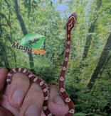 Magazoo Serpent des blés Hypo (Double Het. Amel Anery) Bébé #2 (23/08/2026)