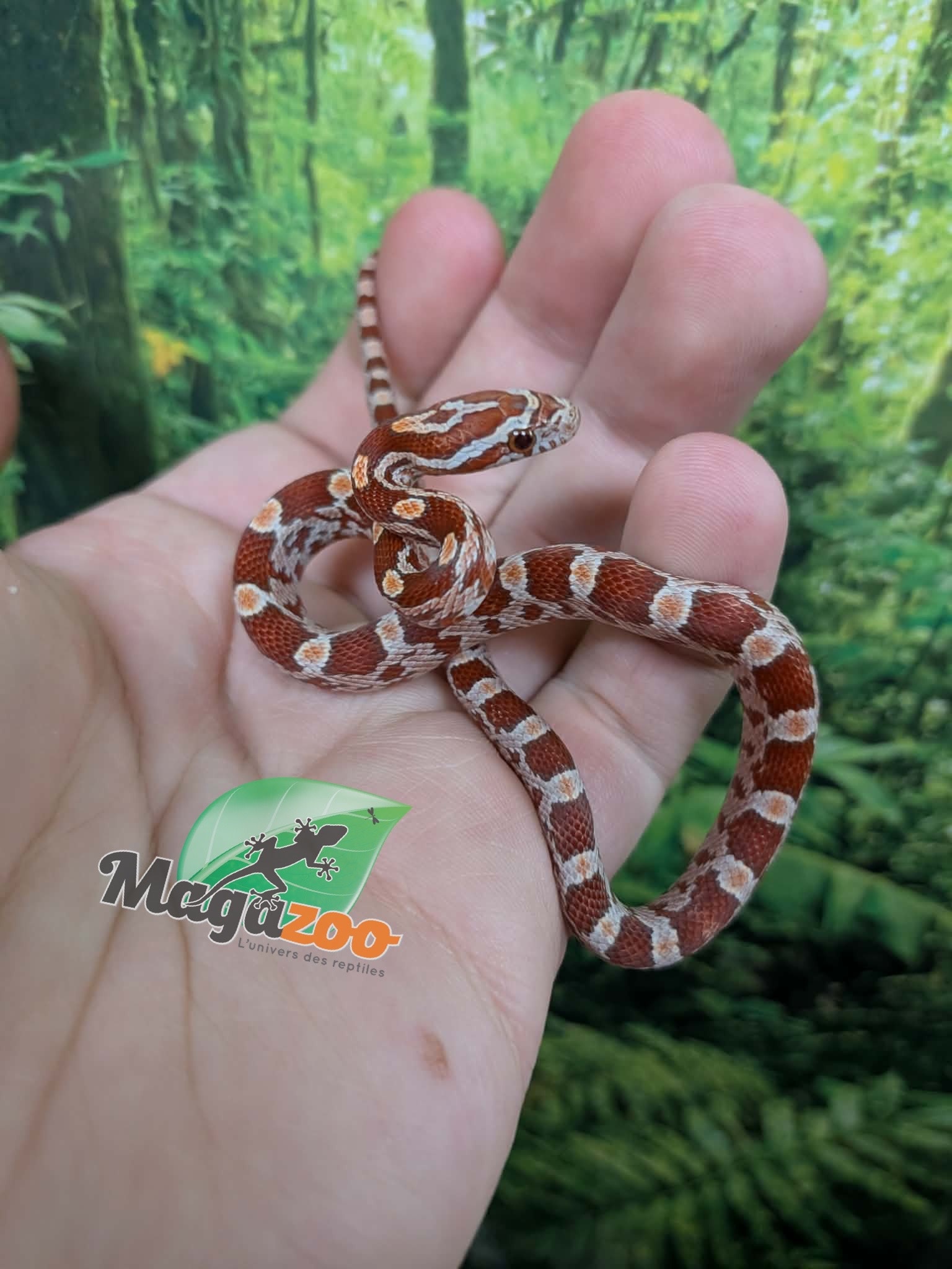 Magazoo Baby Hypo (Double Het. Amel Anery) Corn Snake #2 (08/23/2026)