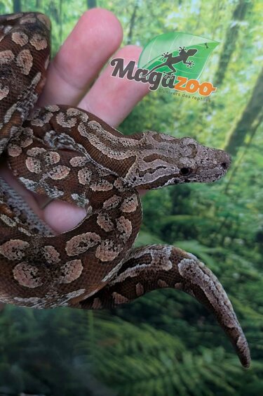 Magazoo Dumeril's boa (CB2024) (Spinal malformation) / 2nd Chance - Adoption