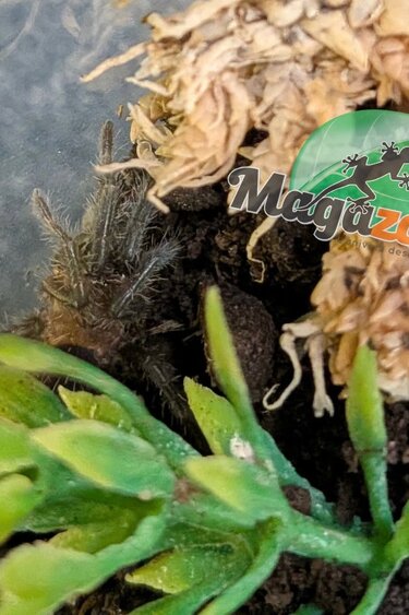 Magazoo Mygale frisée Nicaragua (1/2'')/ Tliltocatl albopilosus