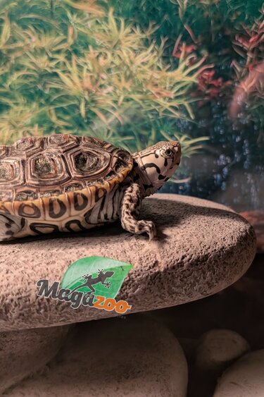 Magazoo Northern diamondback terrapin,  Chesapeake Bay phase Raised and born in captivity, born December 2025