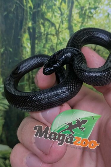 Magazoo Female Mexican black king snake Born May 23, 2026