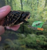 Magazoo Tortue boîte de Floride bébé Élevé et né en captivité 2026