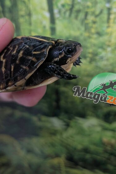 Magazoo Baby Florida box turtle  Raised and born in captivity in 2026