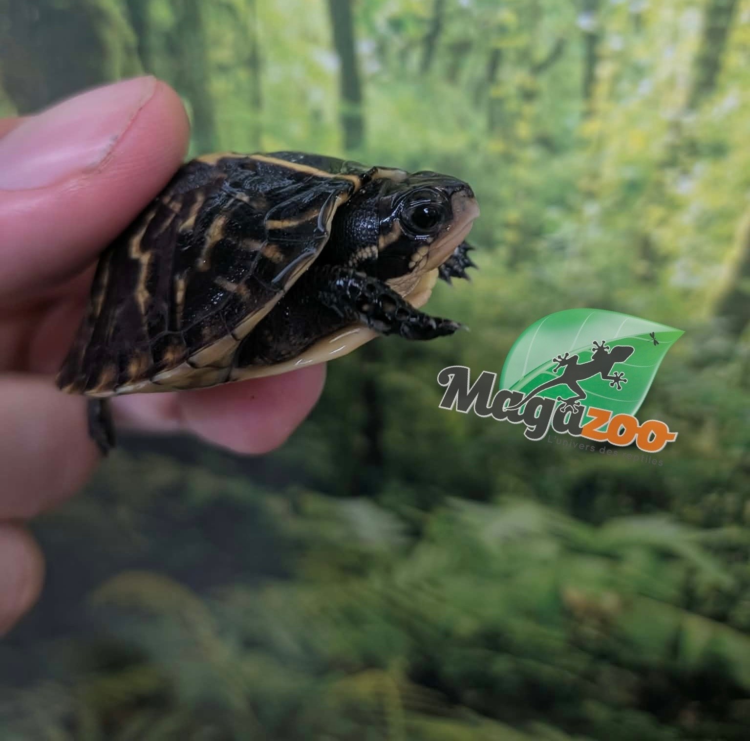 Magazoo Tortue boîte de Floride bébé Élevé et né en captivité 2026