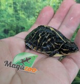 Magazoo Tortue boîte de Floride bébé Élevé et né en captivité 2026