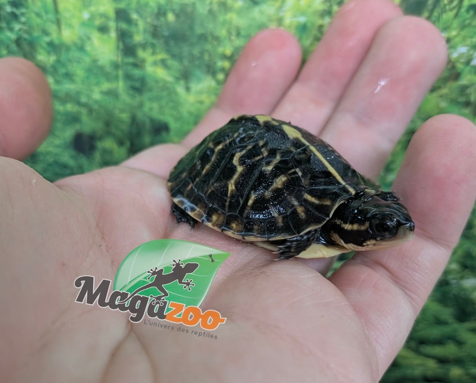 Magazoo Tortue boîte de Floride bébé Élevé et né en captivité 2026