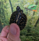 Magazoo Tortue boîte de Floride bébé Élevé et né en captivité 2026