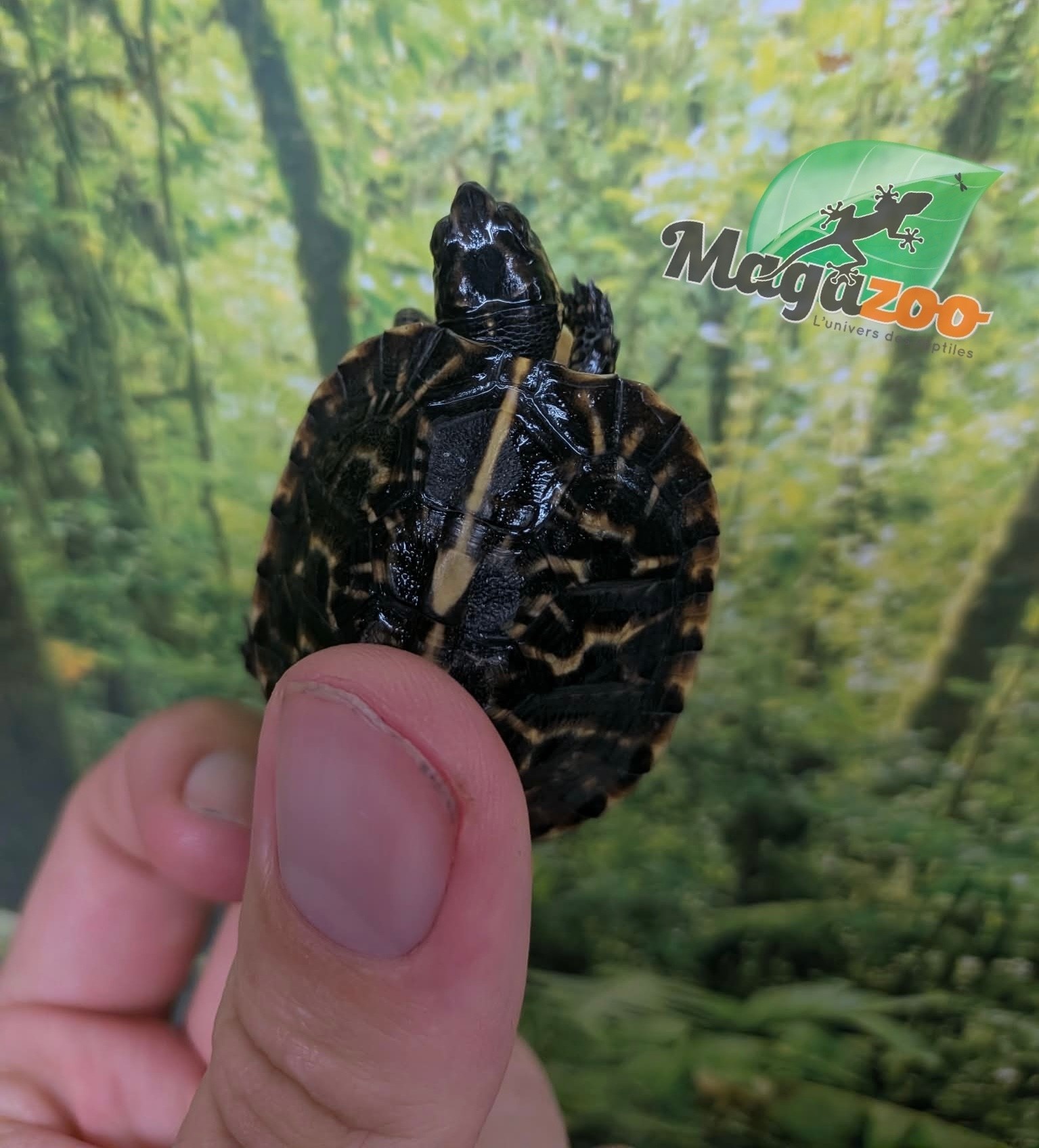 Magazoo Baby Florida box turtle  Raised and born in captivity in 2026