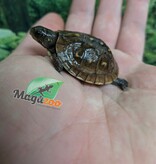 Magazoo Baby 3 toed Box turtle CBB 2026